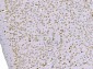 Anti-SND1 Antibody Picoband™ (monoclonal, 6G3B4)